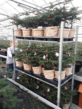 Mini juletræ i potte