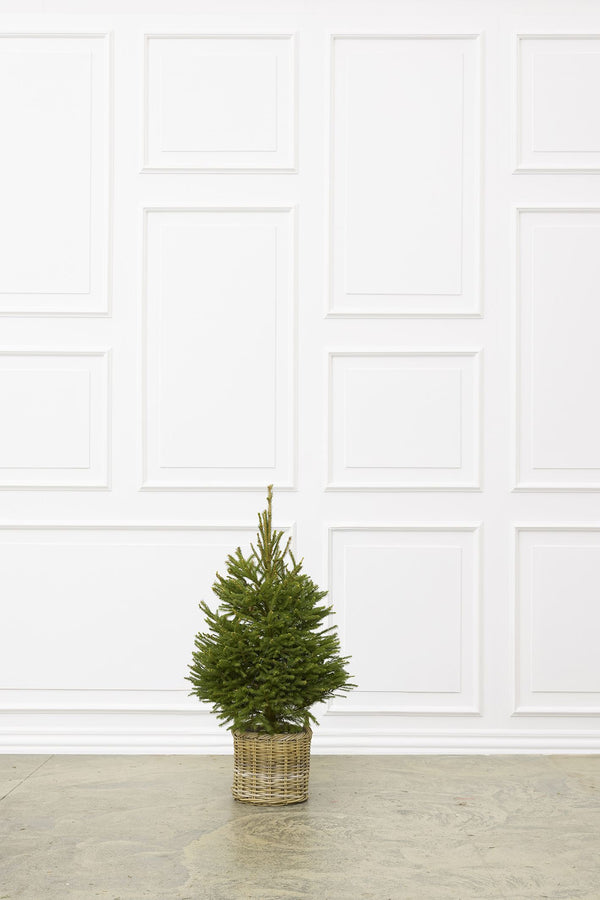 Juletræ i potte 125-150 cm – rødgran