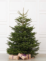 Juletræ i størrelsen 2.25-2.50 meter