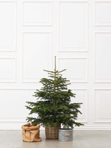 Juletræ i potte - L