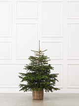 Juletræ i potte - L