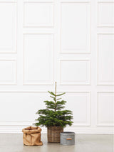 Juletræ i potte - S