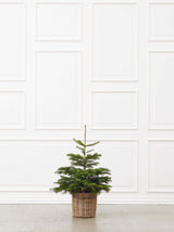 Juletræ i potte - S