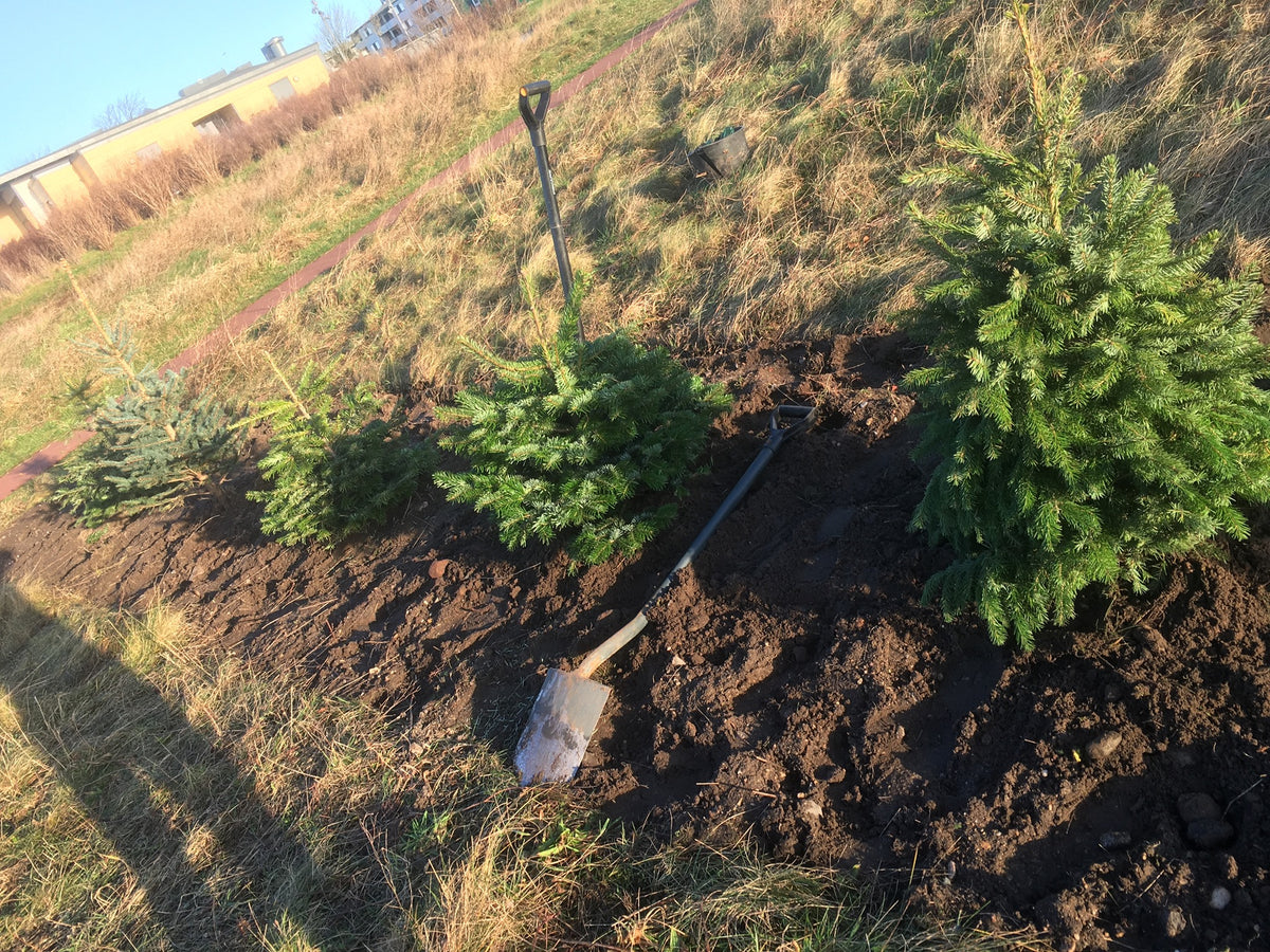 Juletræ i potte graves op med spade
