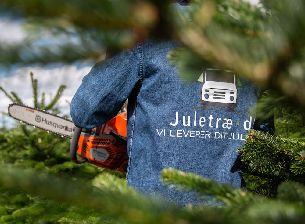 Juletræ fældes med motorsav i plantagen