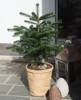 Mini juletræ i potte