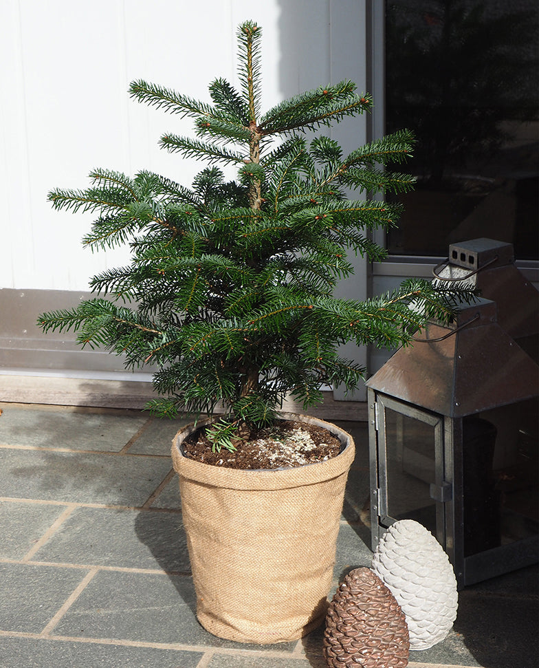 Mini juletræ i potte