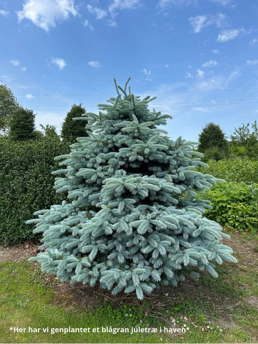Blågran i plantagen hos Juletræ.dk med tætte blågrønne nåle