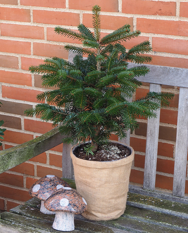 Mini juletræ i potte