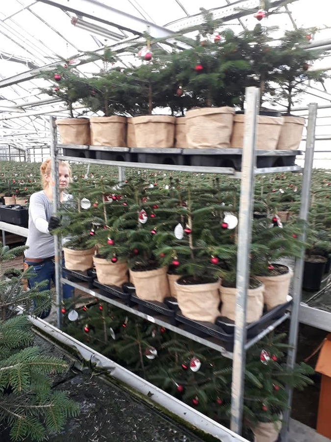 Mini juletræer i potter klargøres hos Juletræ.dk