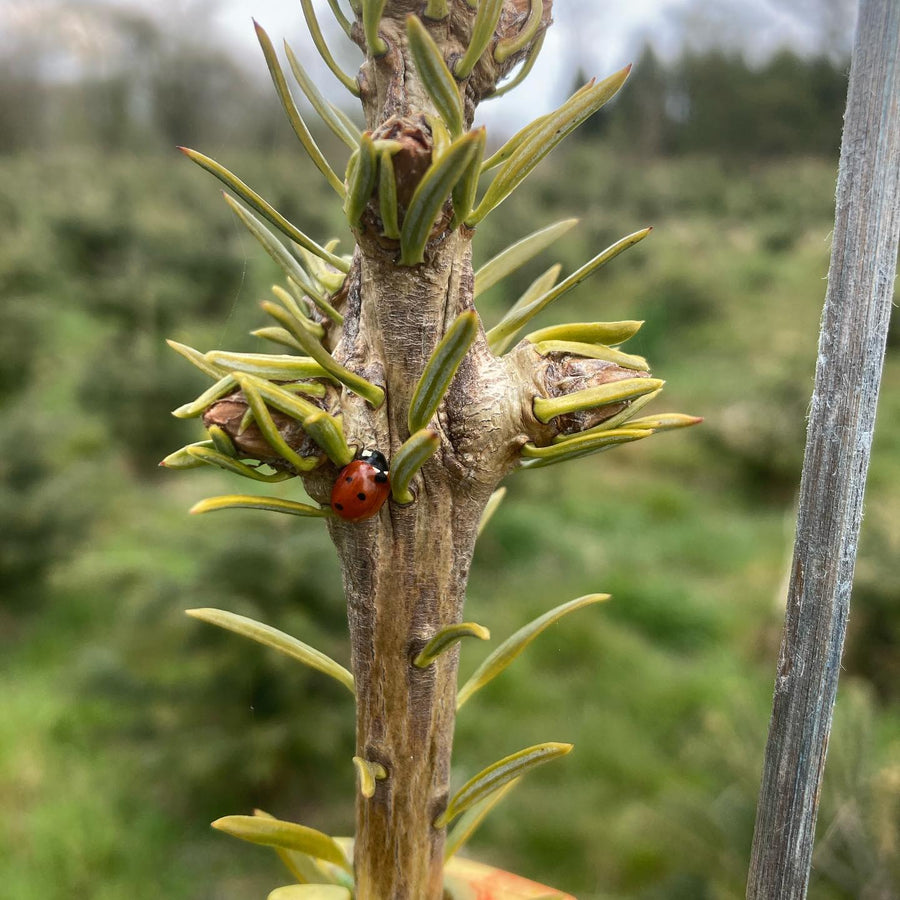Nyt skud på økologisk nordmannsgran i plantagen