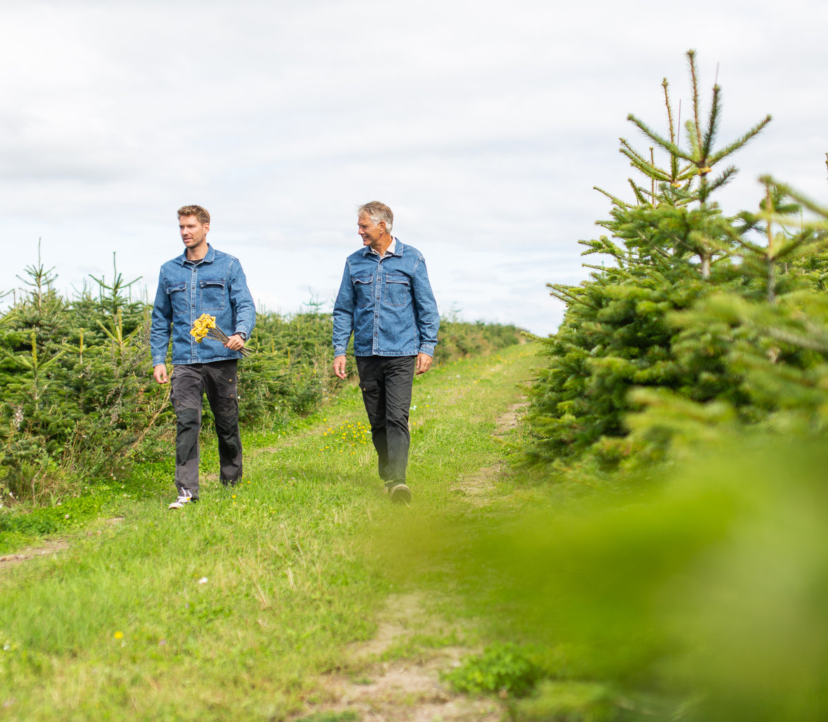 To juletræsproducenter fra Juletræ.dk går mellem rækkerne i plantagen