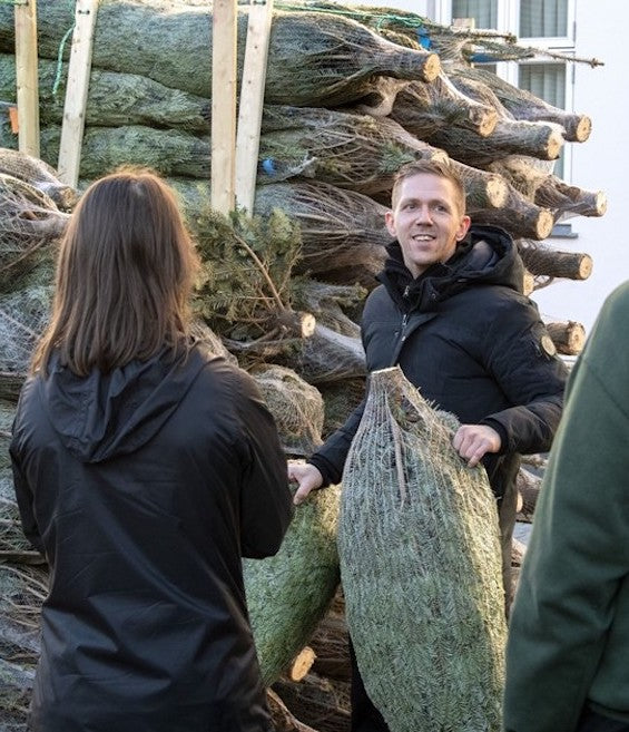 Juletræer bæres på plads ved juletræssalget