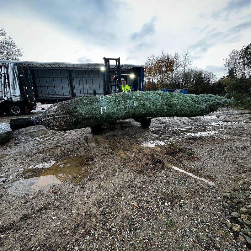 Kæmpe juletræ i net læsses på lastbil med truck