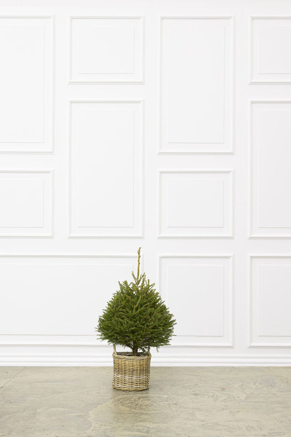 Juletræ i potte 100-125 cm – rødgran