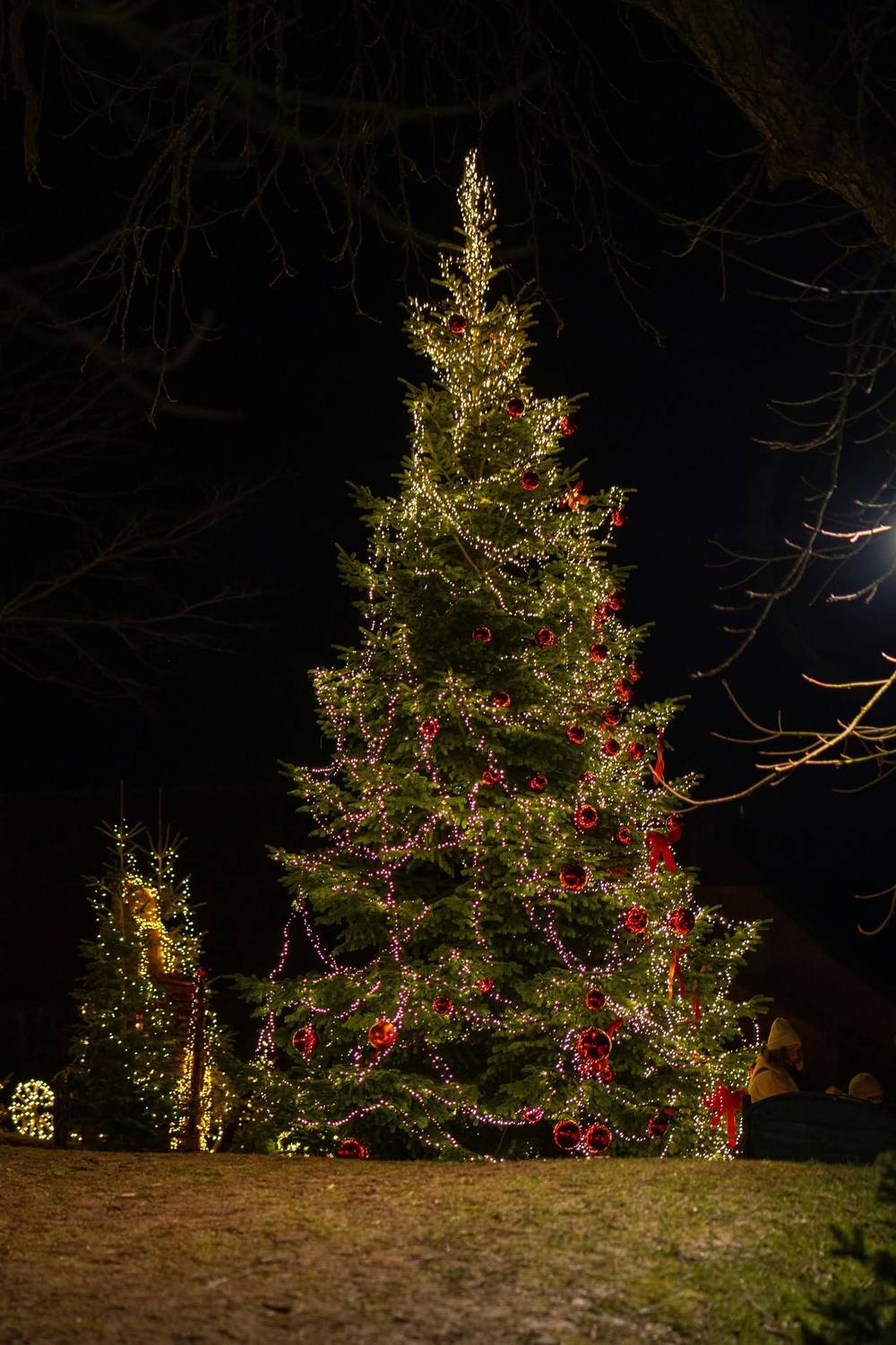 Stort udendørs juletræ med lyskæde og røde kugler om aftenen