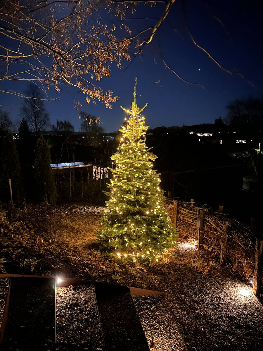 Udendørs juletræ med lyskæde i en have om aftenen