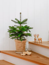 Mini juletræ i potte
